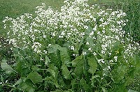 Armoracia rusticana